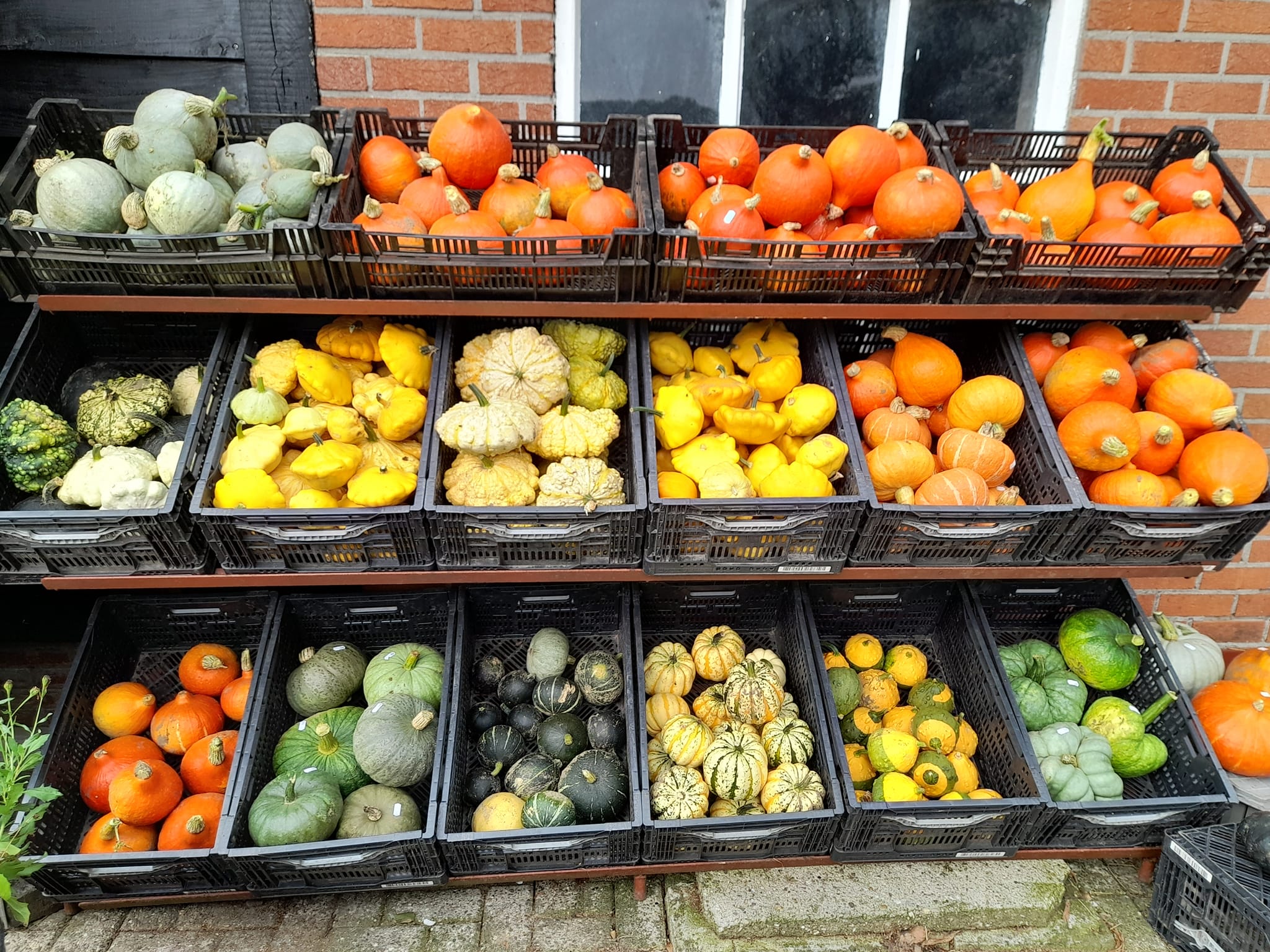 Pompoenen en Kalebassen